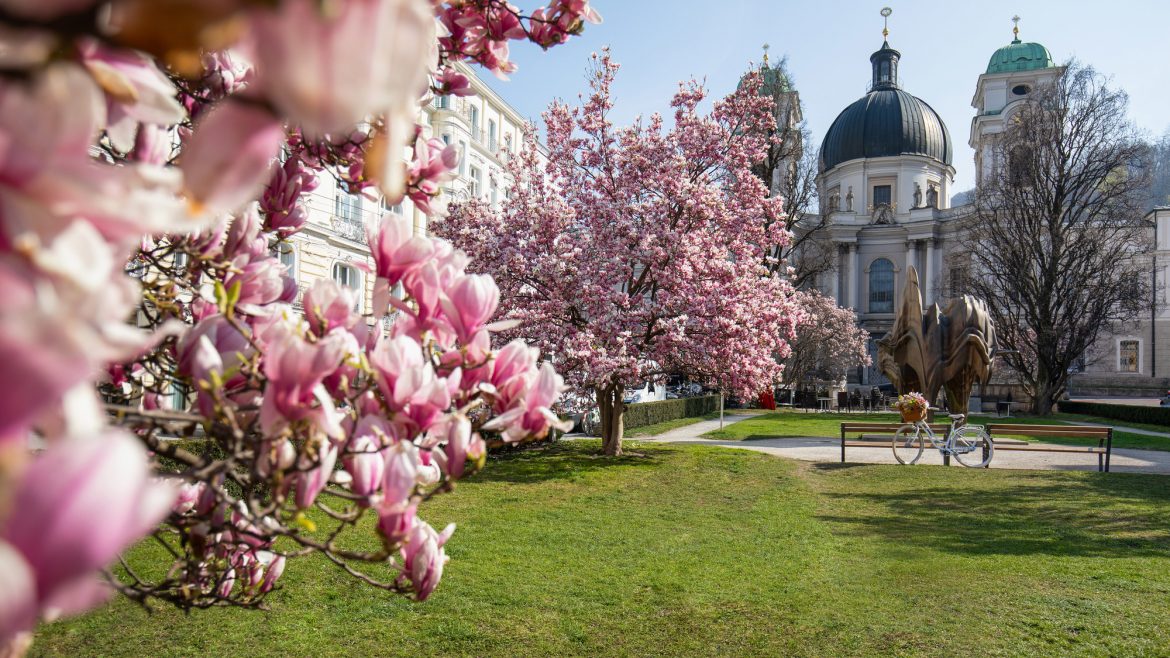 An einem klaren, sonnigen Tag blühen rosa Magnolienbäume in einem Park in der Nähe historischer Kuppelbauten.