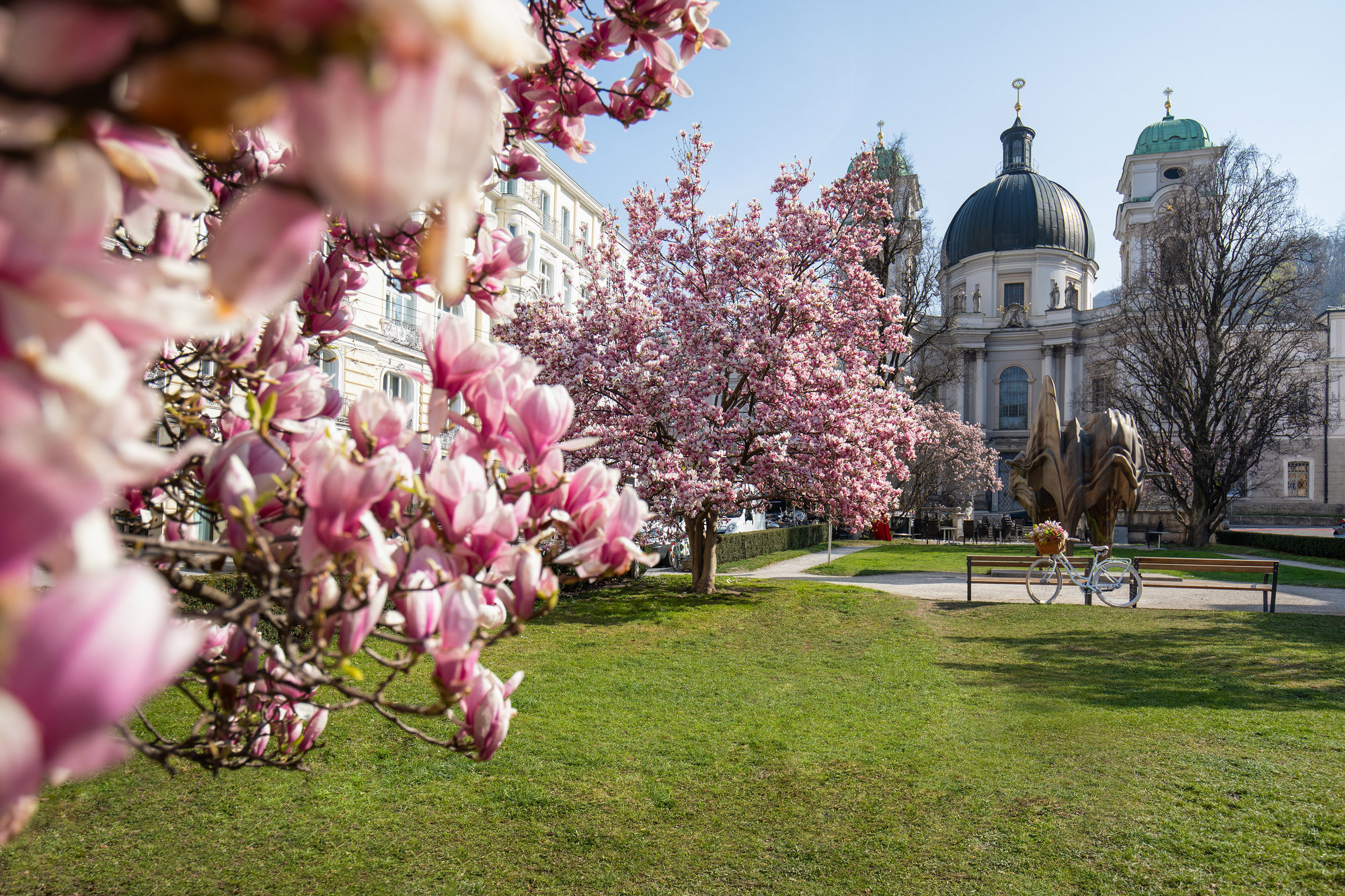 An einem klaren, sonnigen Tag blühen rosa Magnolienbäume in einem Park in der Nähe historischer Kuppelbauten.