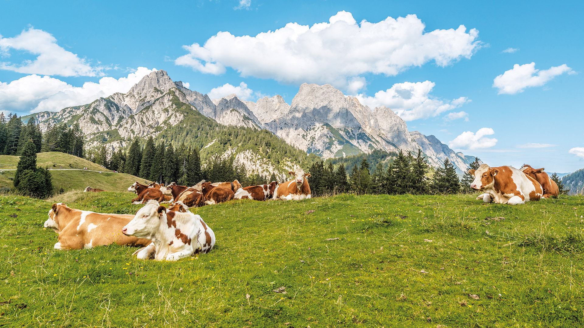 Kühe, die auf einem grasbewachsenen Hügel mit Kiefern und Bergen im Hintergrund unter blauem Himmel ruhen.