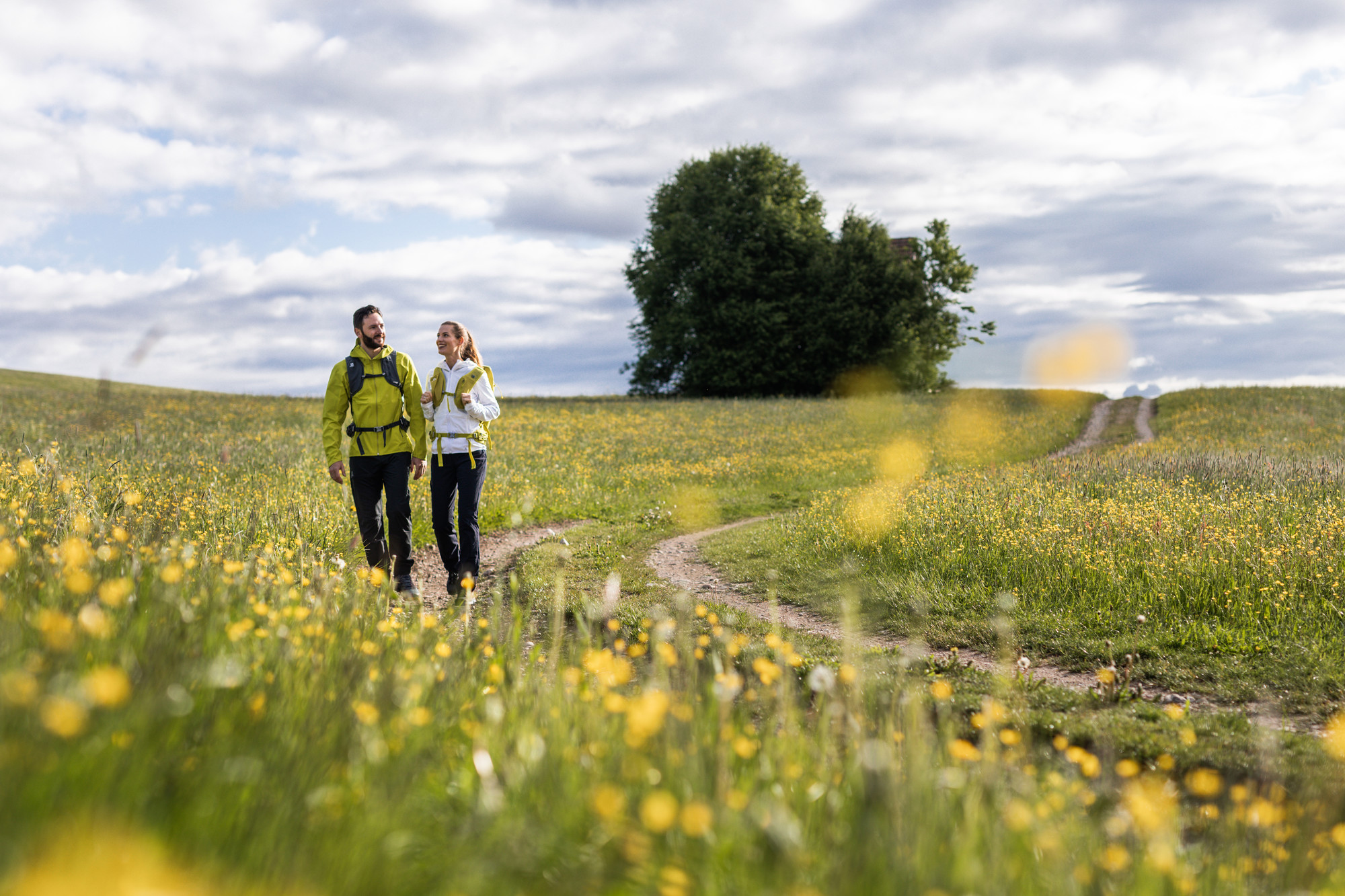 Zwei Personen wandern auf einem Feldweg durch eine Wiese mit gelben Wildblumen und einem großen Baum im Hintergrund.