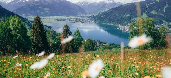 Wildblumen im Vordergrund überblicken einen See, der von grünen Hügeln und schneebedeckten Bergen unter einem blauen Himmel umgeben ist.