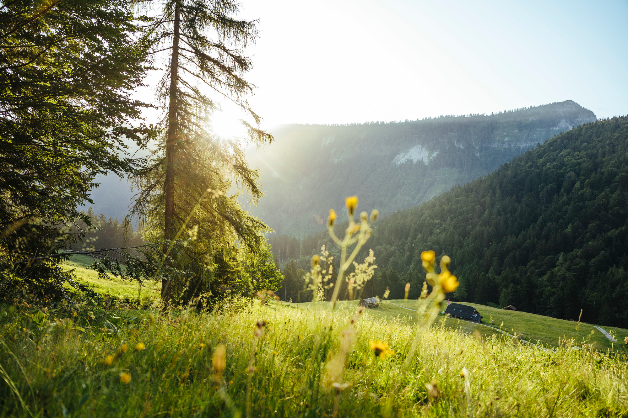 Sonnenlicht, das durch die Bäume auf eine Wiese mit Wildblumen und Bergen im Hintergrund scheint.