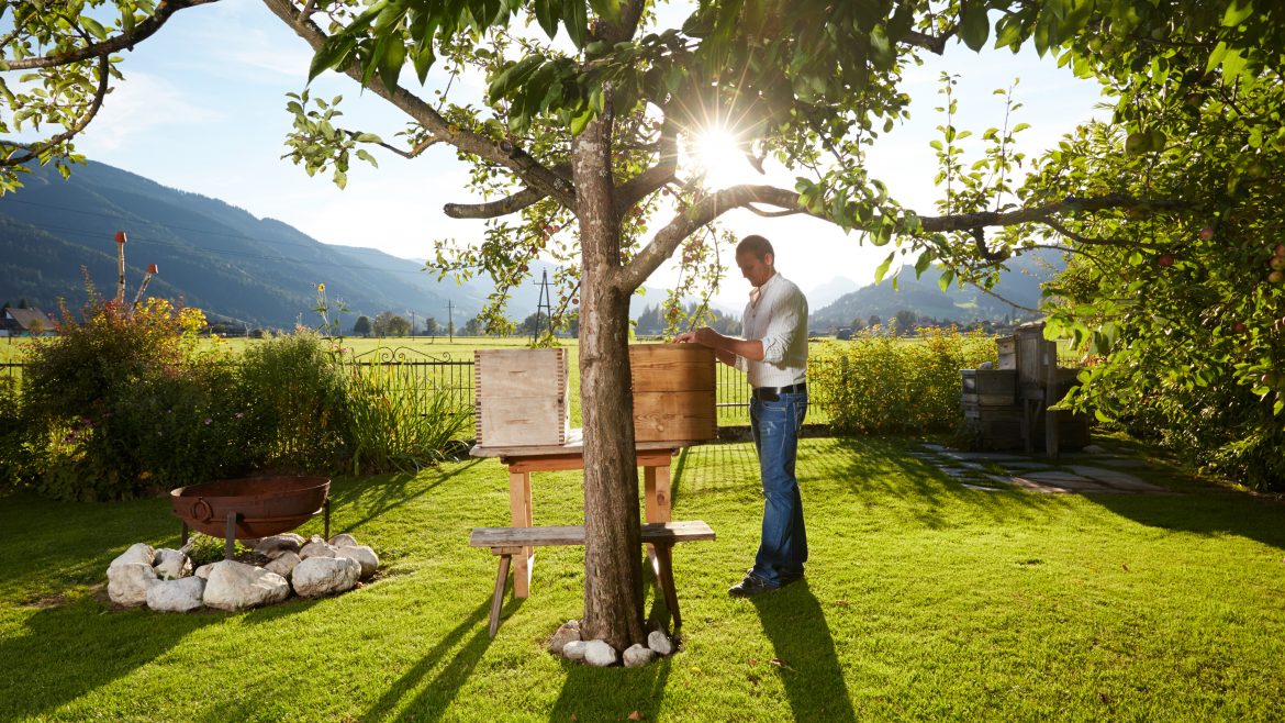 Ein Mann kümmert sich um einen Bienenstock unter einem Baum in einem sonnigen Garten mit Bergen im Hintergrund.