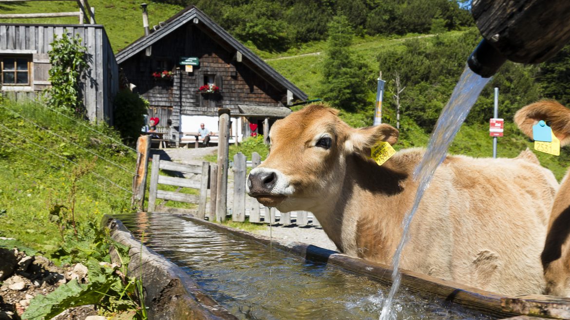 Eine Kuh trinkt aus einem hölzernen Trog mit Wasser vor einem rustikalen Bauernhaus in einer grünen, hügeligen Gegend.