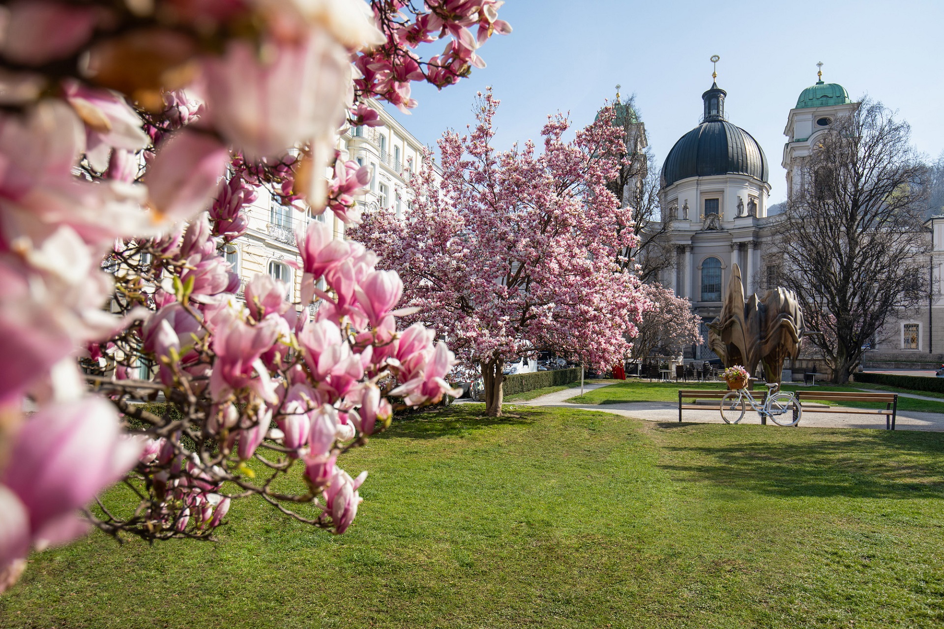 An einem sonnigen Tag blühen rosa Magnolienbäume in einem Park mit historischen Kuppelgebäuden im Hintergrund.