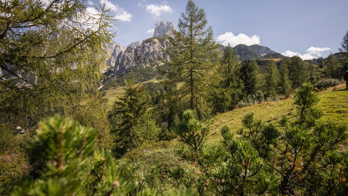 Berglandschaft mit Kiefern im Vordergrund und einem felsigen Gipfel im Hintergrund bei klarem Himmel.