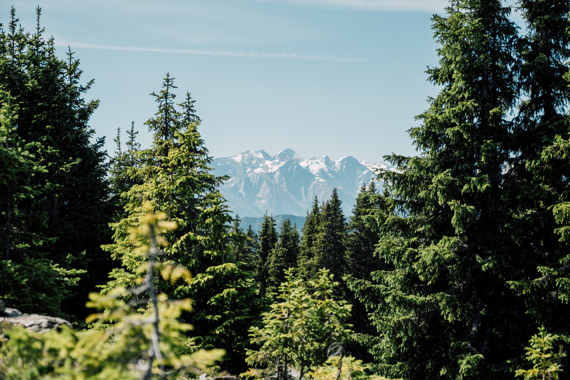 Schneebedeckte Berge in der Ferne, eingerahmt von hohen grünen Kiefern unter einem klaren blauen Himmel.