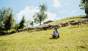 Eine Person sitzt im Gras, während eine Schafherde auf einem sonnigen Hügel mit Bäumen im Hintergrund weidet.