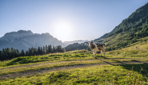 Eine Kuh steht auf einem grasbewachsenen Hügel mit Bergen, Bäumen und der Sonne im Hintergrund.